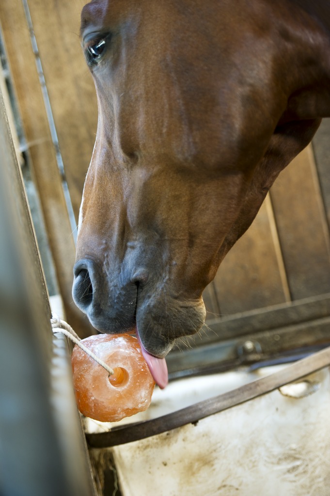 Pierre à sel HIPPOTONIC de l'Himalaya