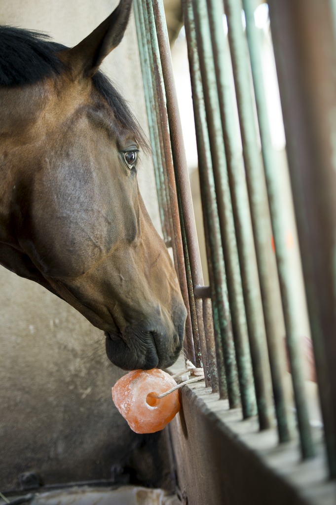 Pierre à sel HIPPOTONIC de l'Himalaya