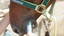 Nutrilyte Flash RAVENE