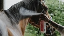 Démêlant lustrant REKOR "Show Coat"