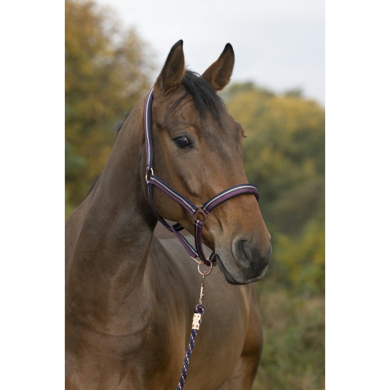 Licol + longe NORTON "Brillant"