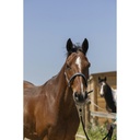 Licol + longe NORTON "Brillant"