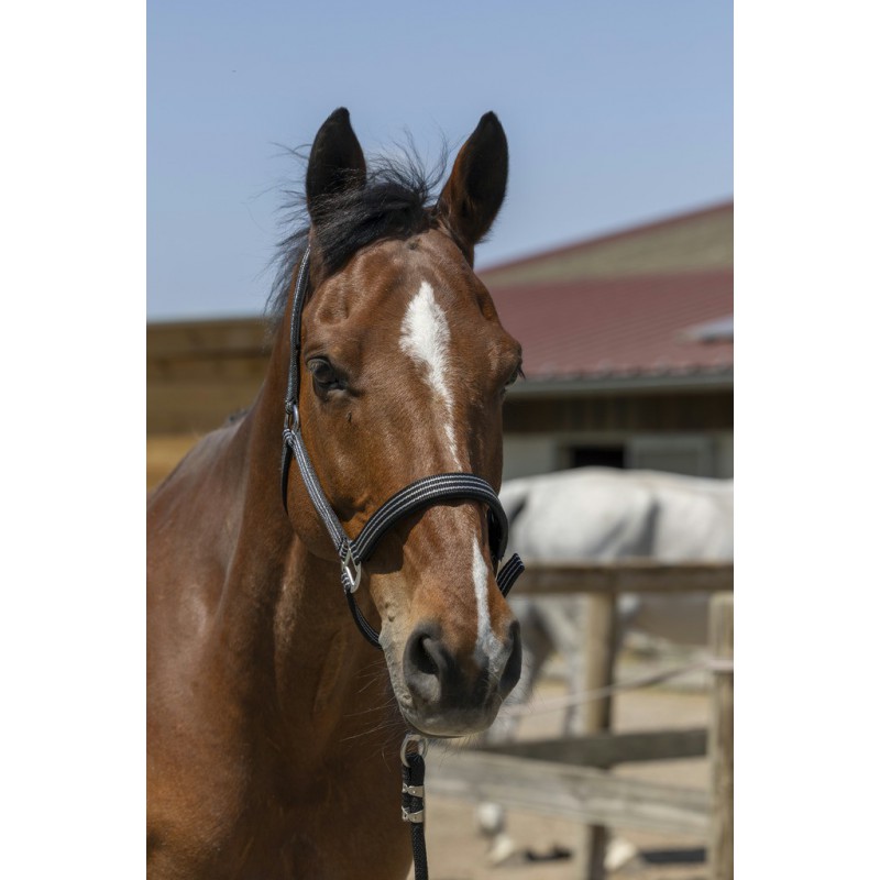 Licol + longe NORTON "Brillant"