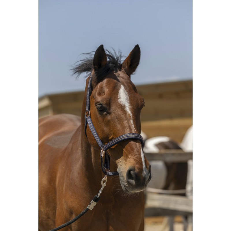 Licol + longe NORTON "Brillant"