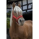 Licol NORTON PRO pour cheval de trait