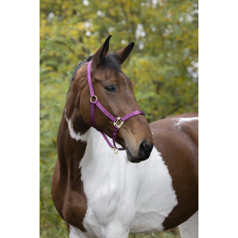 Licol EQUITHÈME “Nylon”