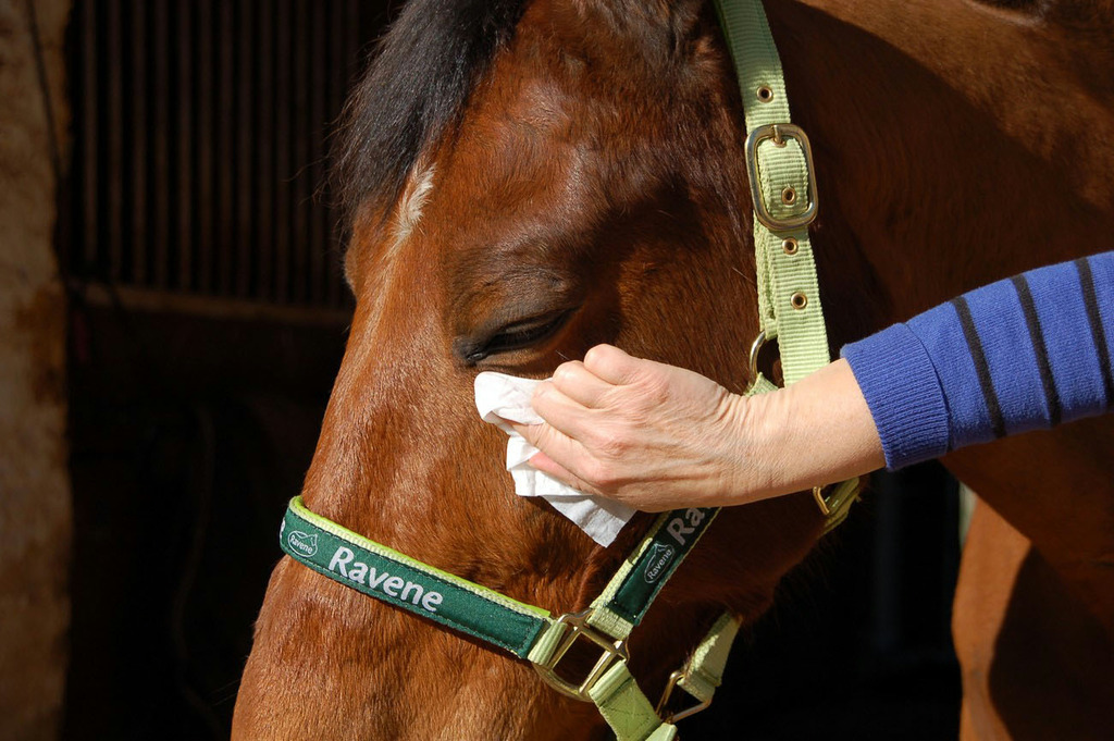 Easy Shine Wipe Lingettes nettoyantes RAVENE