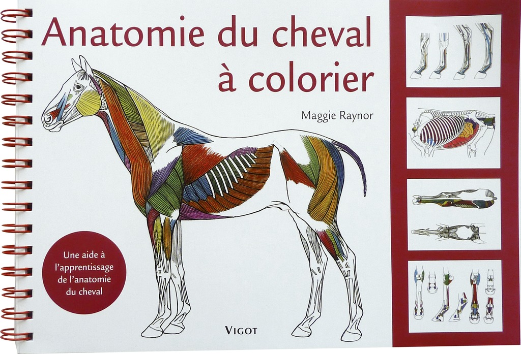 Anatomie du cheval à colorier