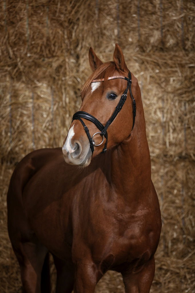 Bridon NORTON PRO "Brillant"