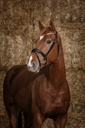 Bridon NORTON PRO "Brillant"