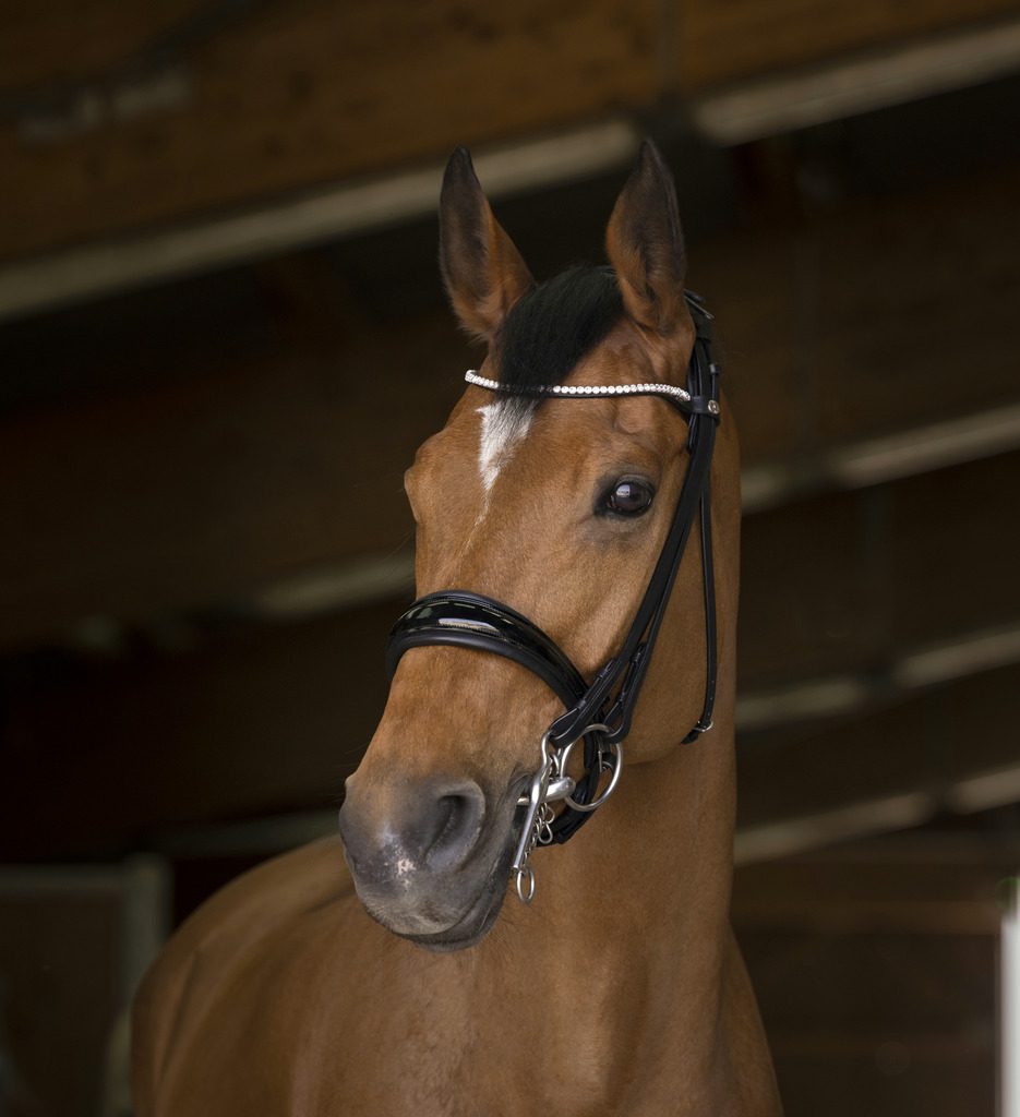 [303033202] Bride NORTON PRO "Shiny"