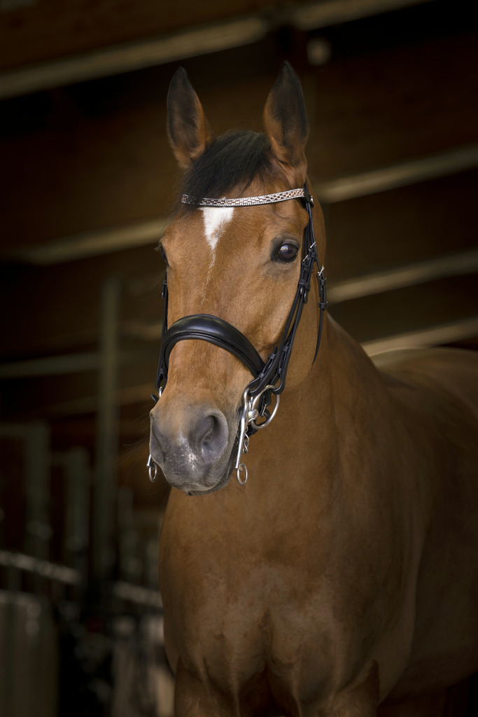 Bride NORTON PRO "Princesse"