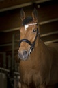 Bride NORTON PRO "Princesse"