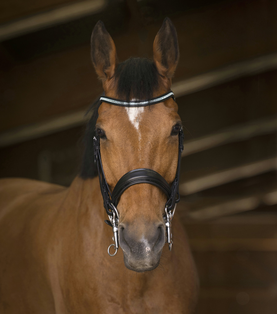 Bride NORTON PRO "Diadème"