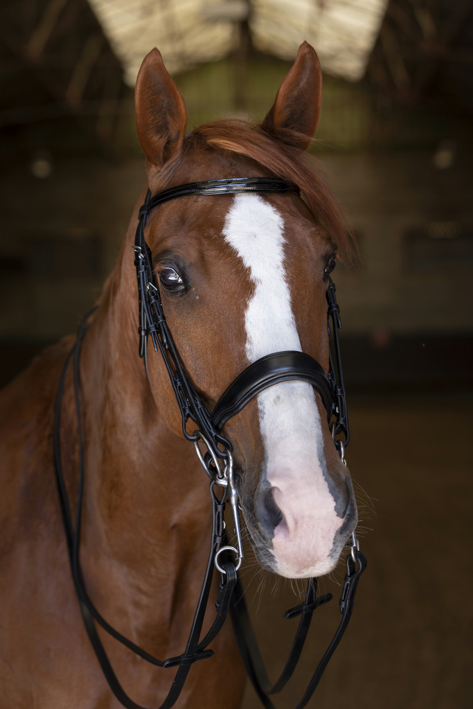 [303040302] Bride ERIC THOMAS ELITE