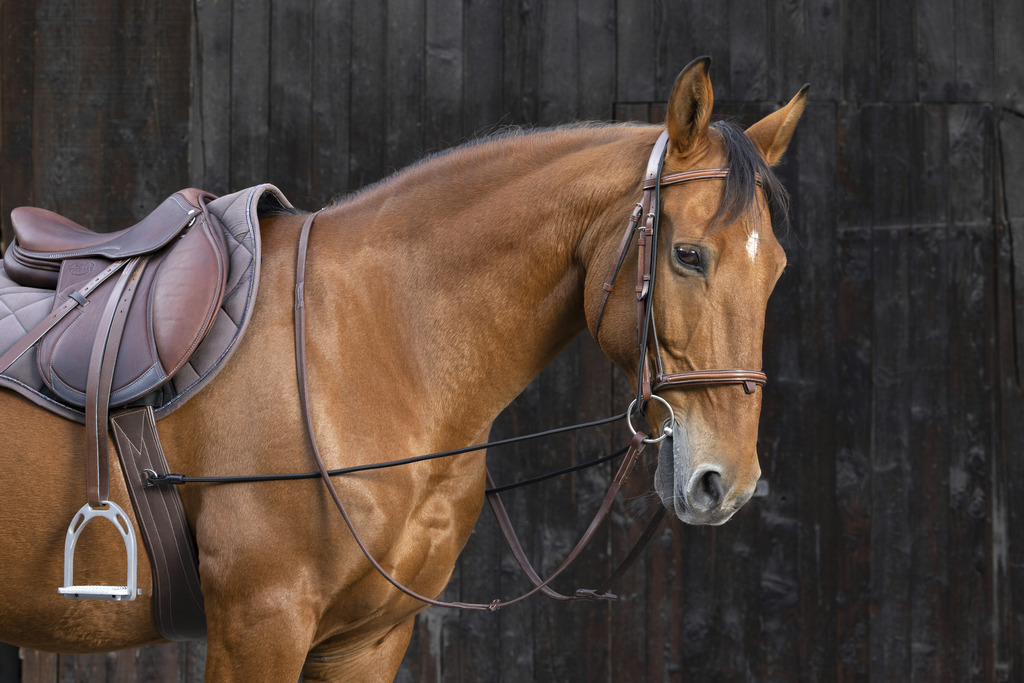 [306411002] Enrênement long éducatif NORTON élastique
