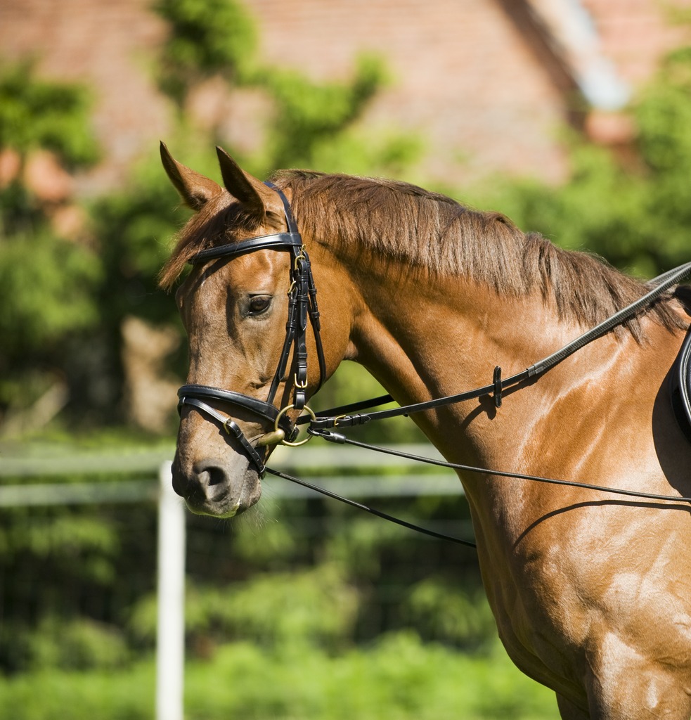 [306412002] Enrênement élastique NORTON réglable