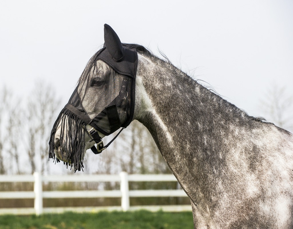 RIDING WORLD Masque anti-mouches - Franges
