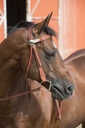 Bridon RANDOL'S "Two Tone"