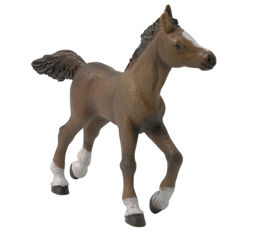 [905051076] PAPO Anglo-Arab Foal