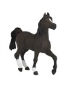 Cheval Arabe PAPO