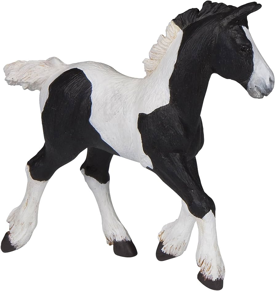 Poulain Cob irlandais noir PAPO