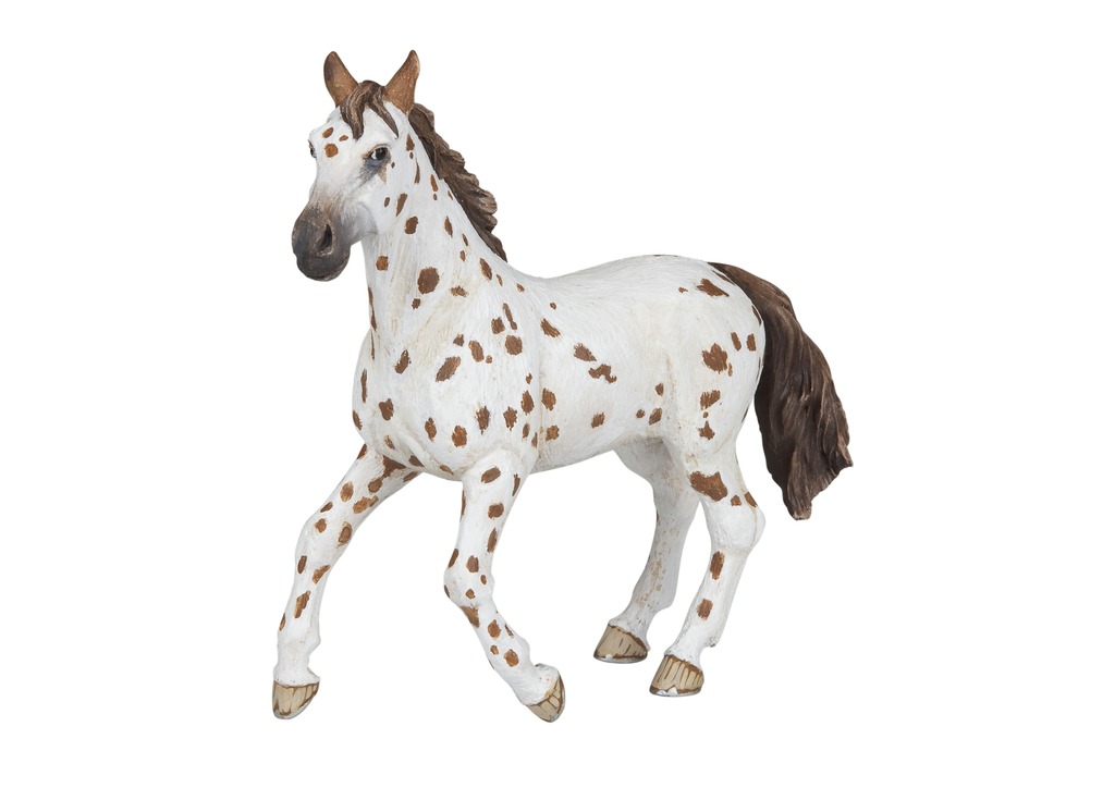 Jument Appaloosa PAPO