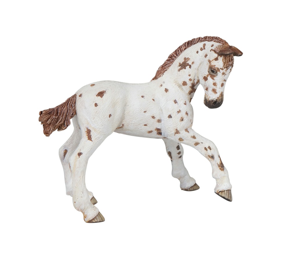 [905051510] Poulain Appaloosa PAPO