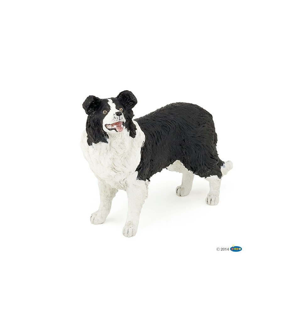 Border Collie PAPO