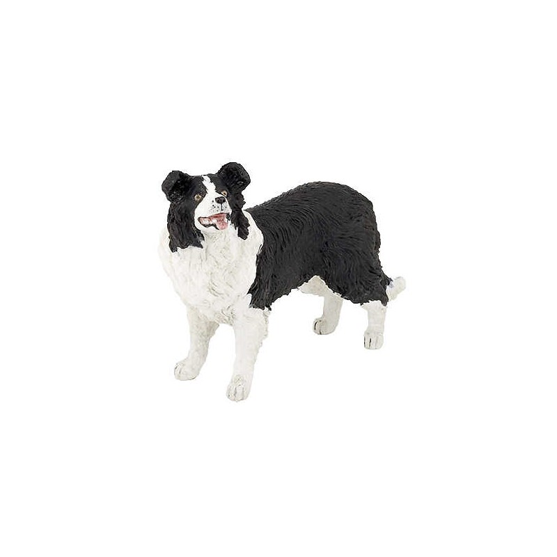 [905054008] Border Collie PAPO