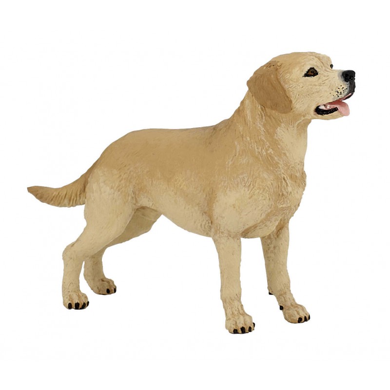 Labrador PAPO