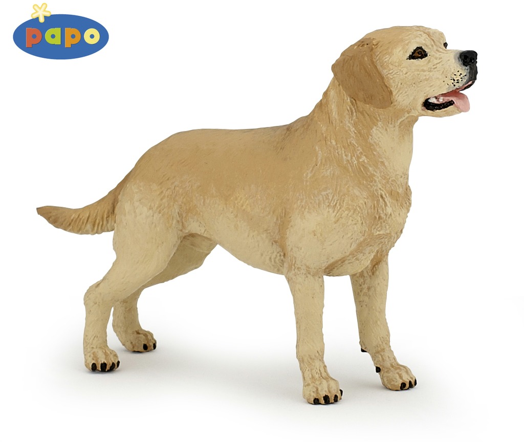 [905054029] Labrador PAPO