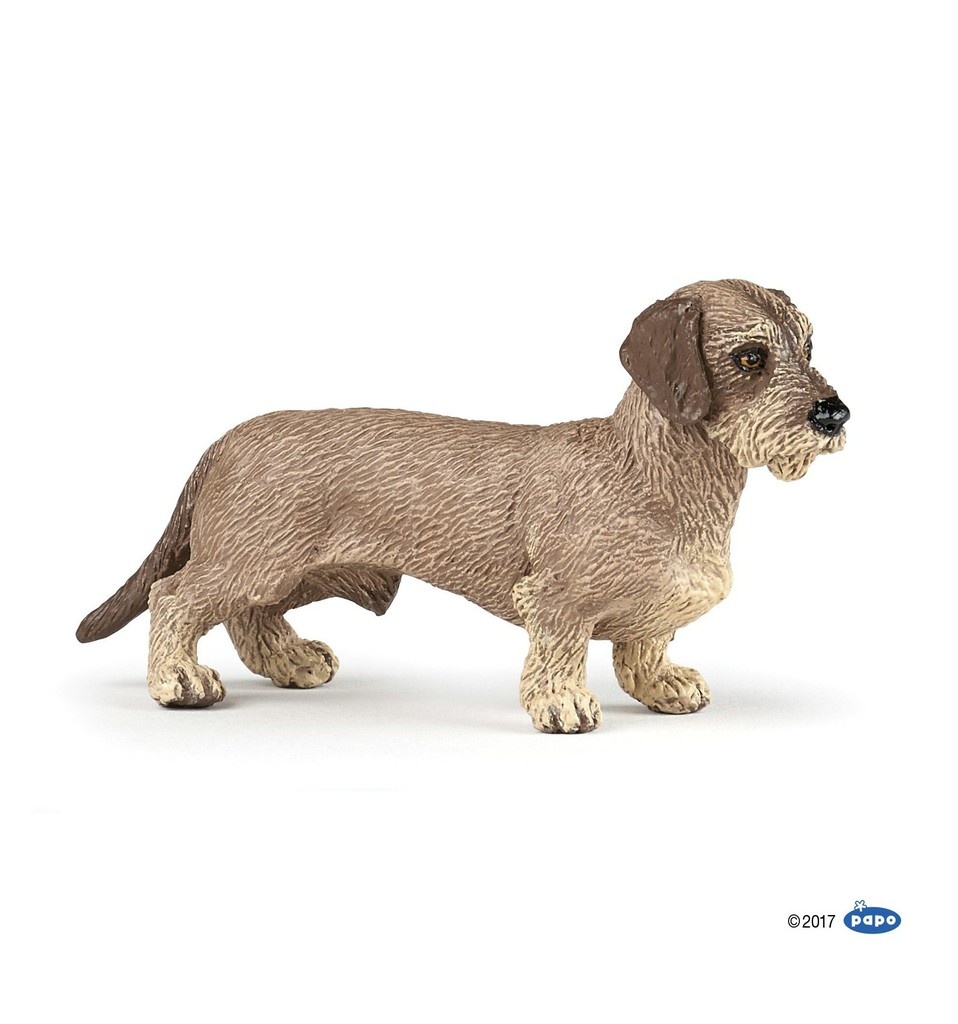 [905054043] Teckel PAPO