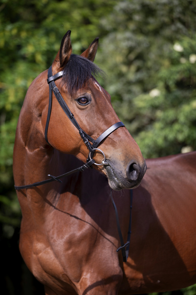 [301003318] Bridon RIDING WORLD "Muserolle française" (Havane, Cheval)
