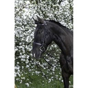 Bridon RIDING WORLD - Muserolle française