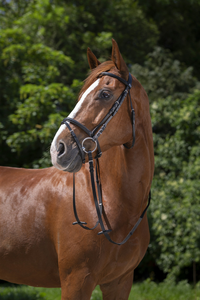 RIDING WORLD Bridon - Muserolle combinée