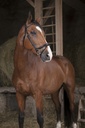 Bridon NORTON PRO - Fin
