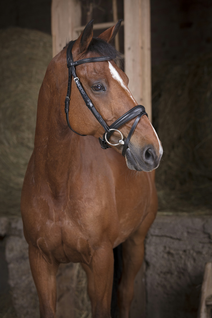 [301830302] Bridon NORTON PRO "Soft" (Cheval)