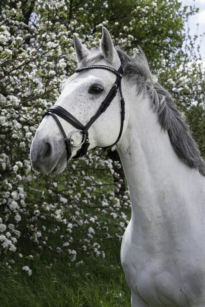 [301831302] Bridon NORTON PRO "Strass" (Cheval)