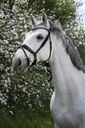 Bridon NORTON PRO - Strass