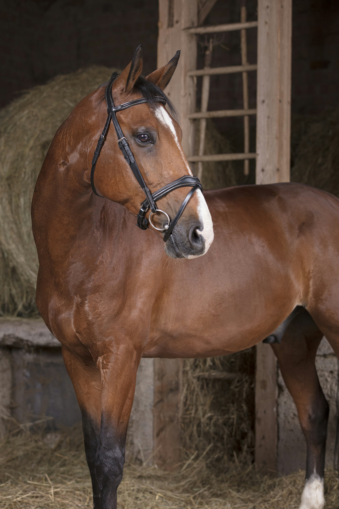 [301832318] Bridon NORTON PRO "Vague" (Havane, Cheval)