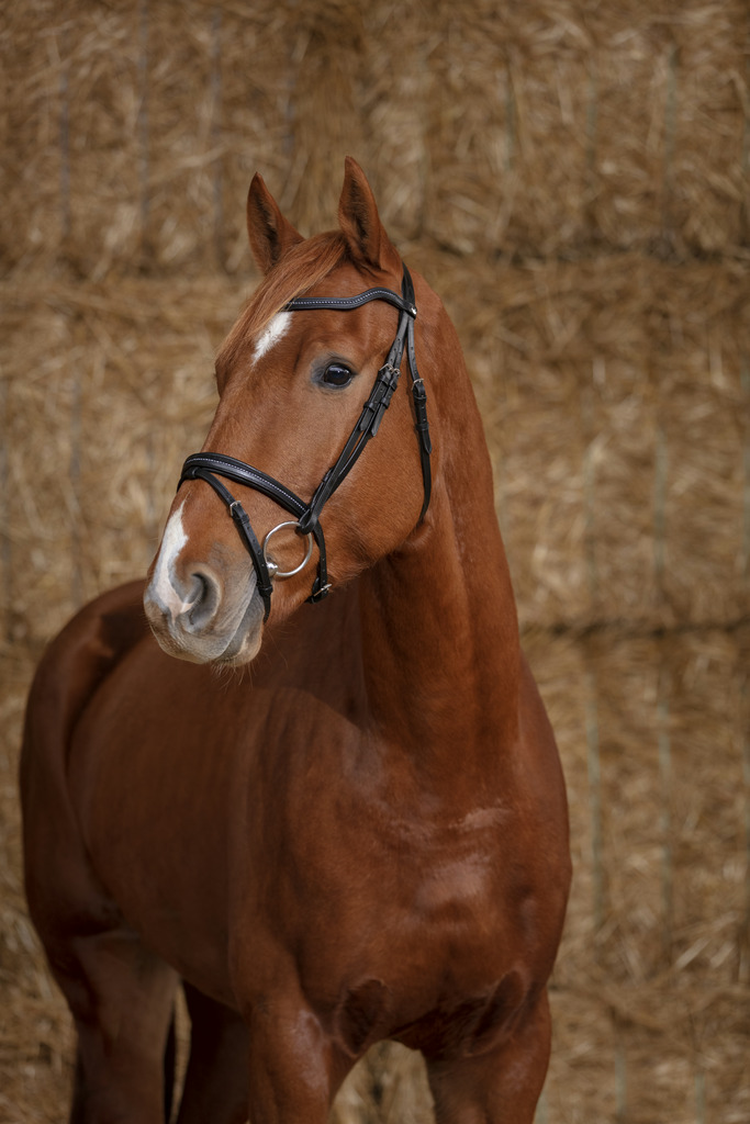 Bridon NORTON PRO "Perle"