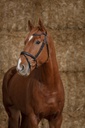 Bridon NORTON PRO "Perle"