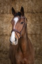 Bridon NORTON PRO "Miss"