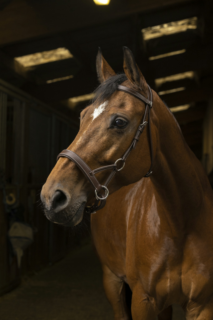 [301889318] Side-pull NORTON PRO "Confort" (Havane, Cheval)