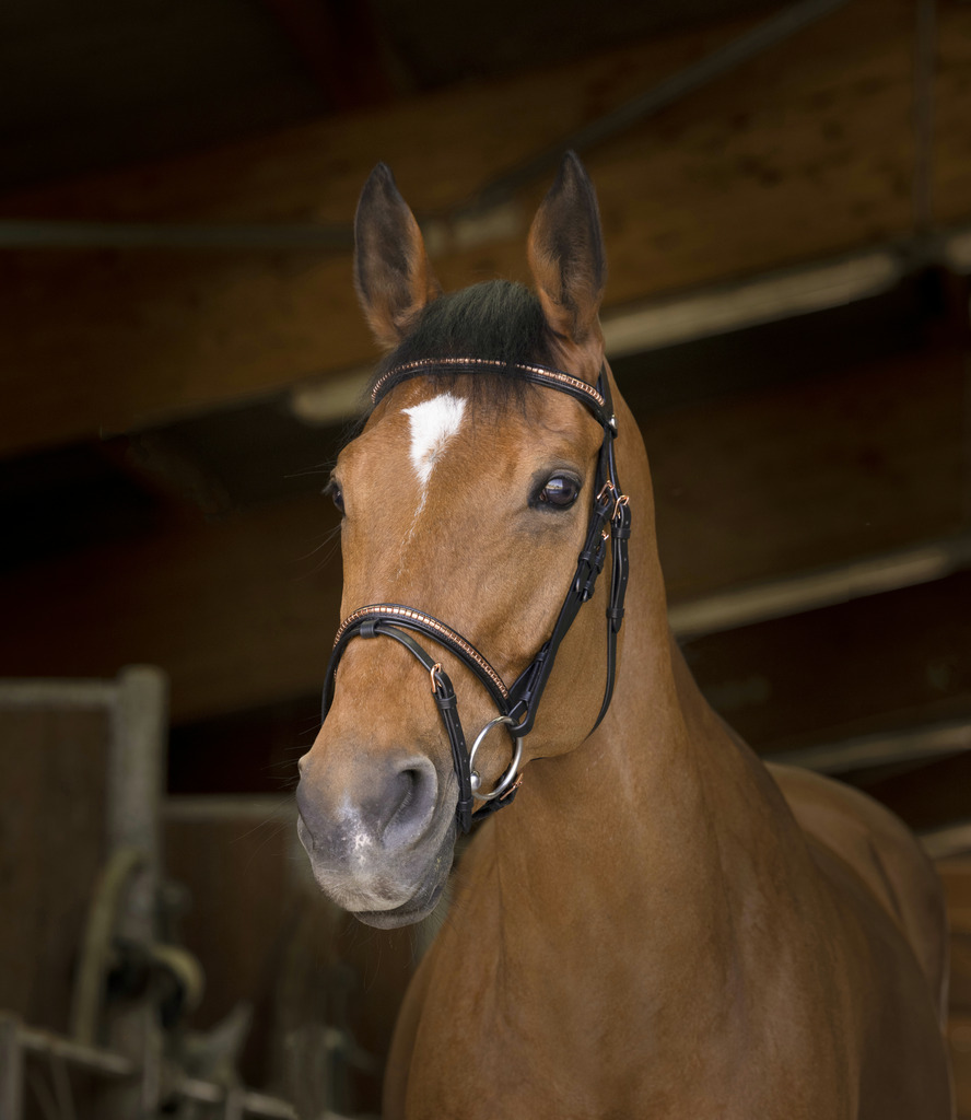 [301890218] Bridon NORTON PRO "Clincher"