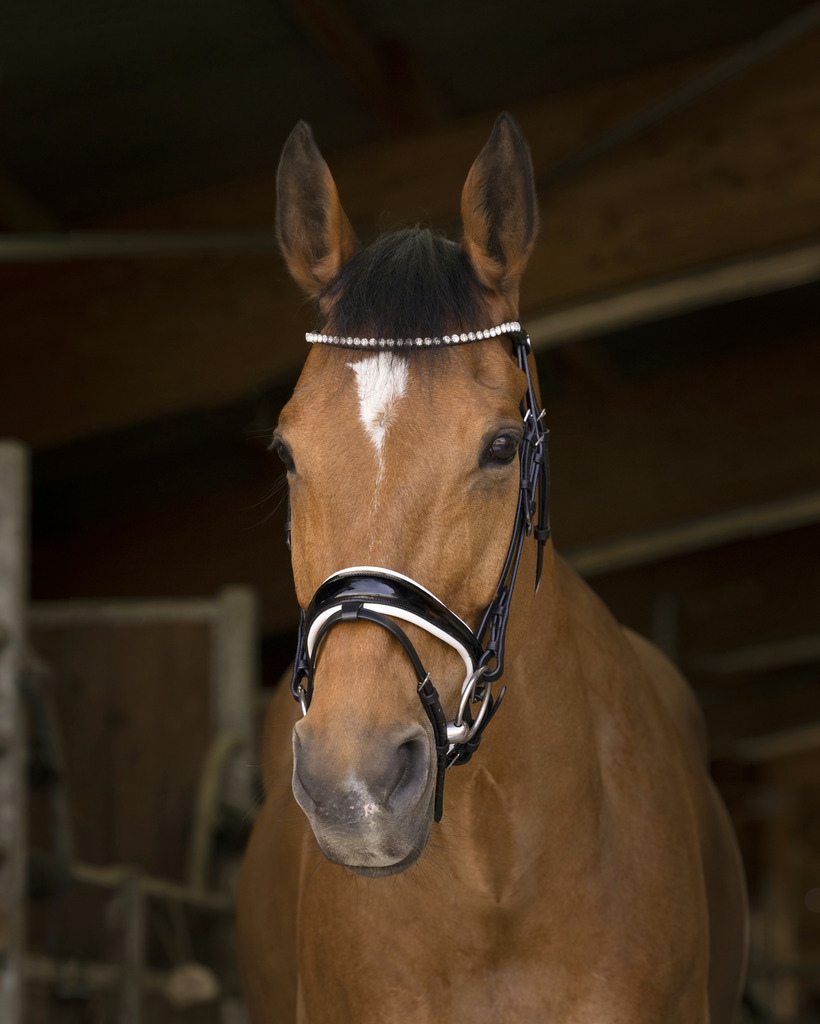 Bridon NORTON PRO "Bella"