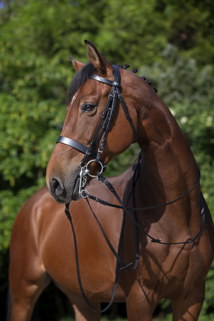 [303006302] RIDING WORLD Bridon (Cheval)
