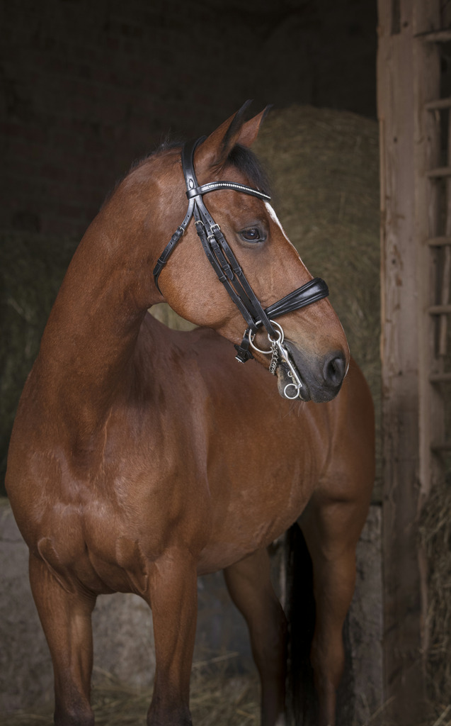 [303030302] Bride NORTON PRO (Cheval)