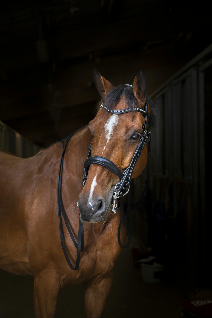 [303045302] Bride ERIC THOMAS "Hydrid" (Cheval)